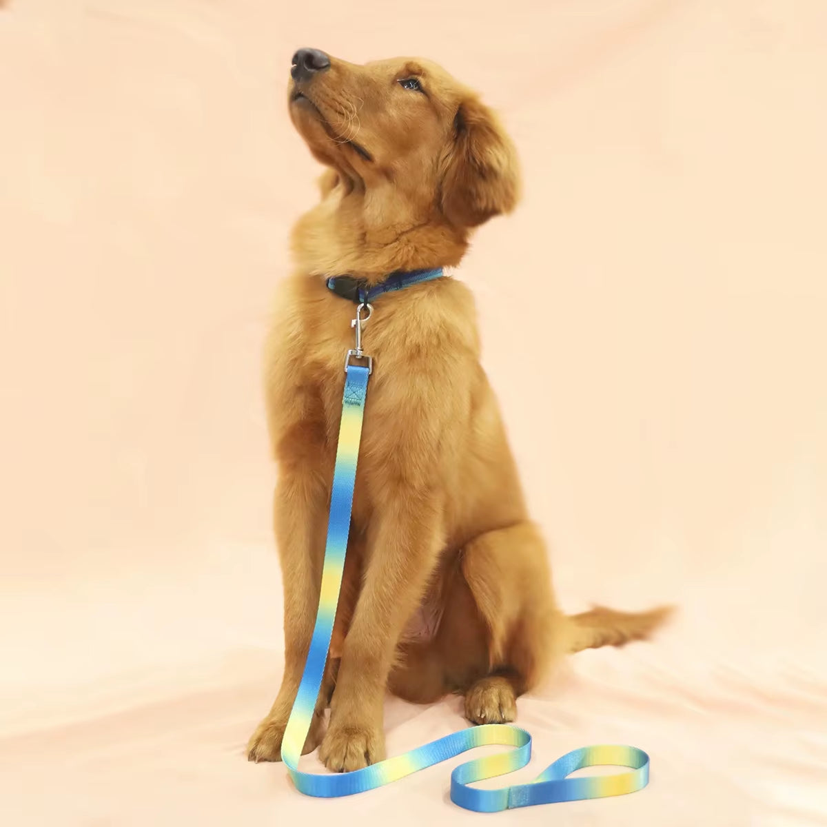 A Colorful Pet Leash Dog Leash for Indoor and Outdoor Use